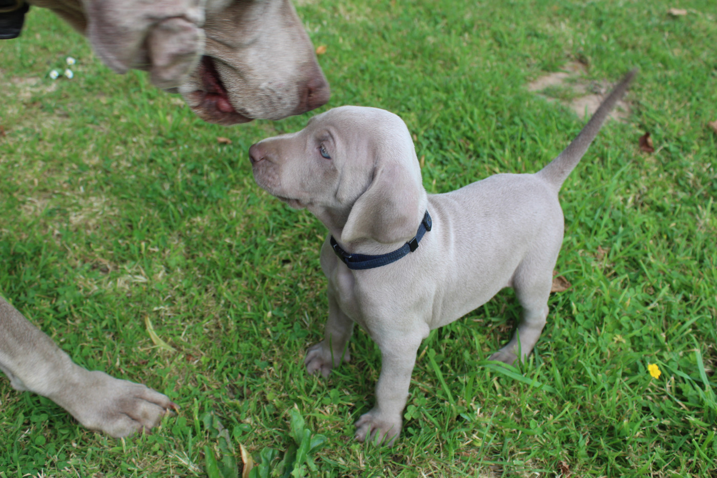 De La Valoiserie - Chiots disponibles - Braque de Weimar