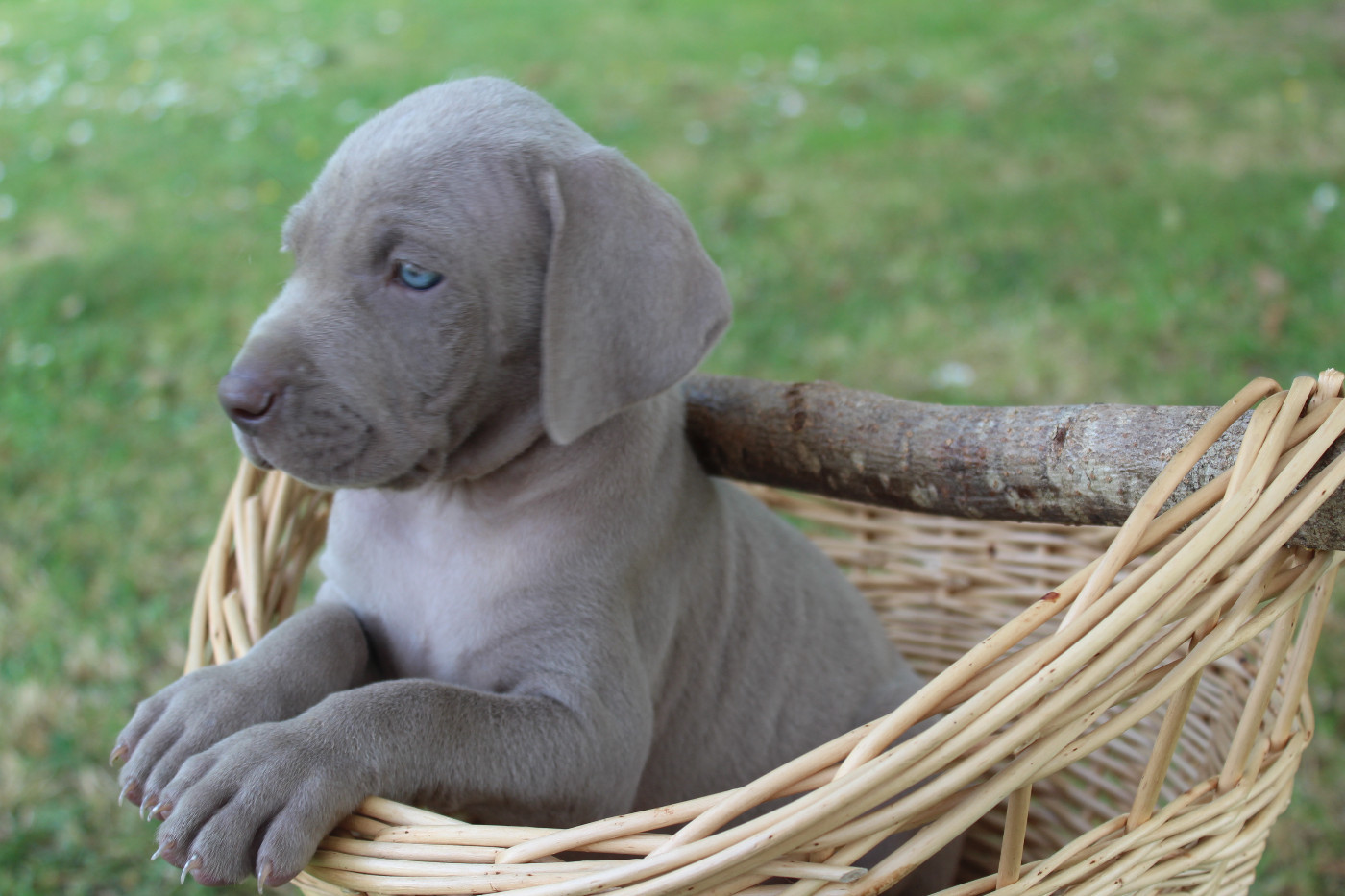 De La Valoiserie - Chiots disponibles - Braque de Weimar