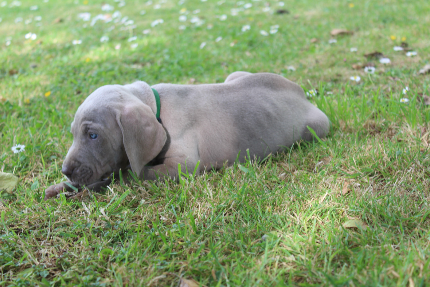 De La Valoiserie - Chiots disponibles - Braque de Weimar