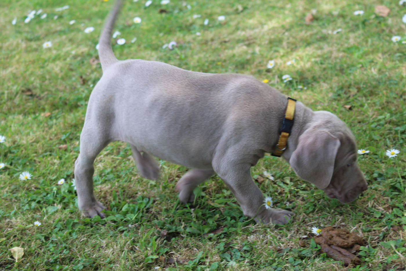 De La Valoiserie - Chiots disponibles - Braque de Weimar