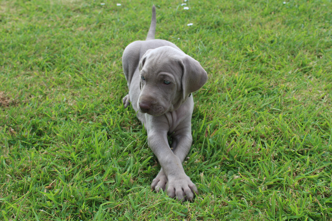 De La Valoiserie - Chiots disponibles - Braque de Weimar