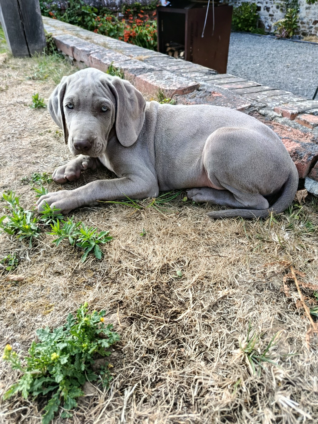 De La Valoiserie - Chiots disponibles - Braque de Weimar