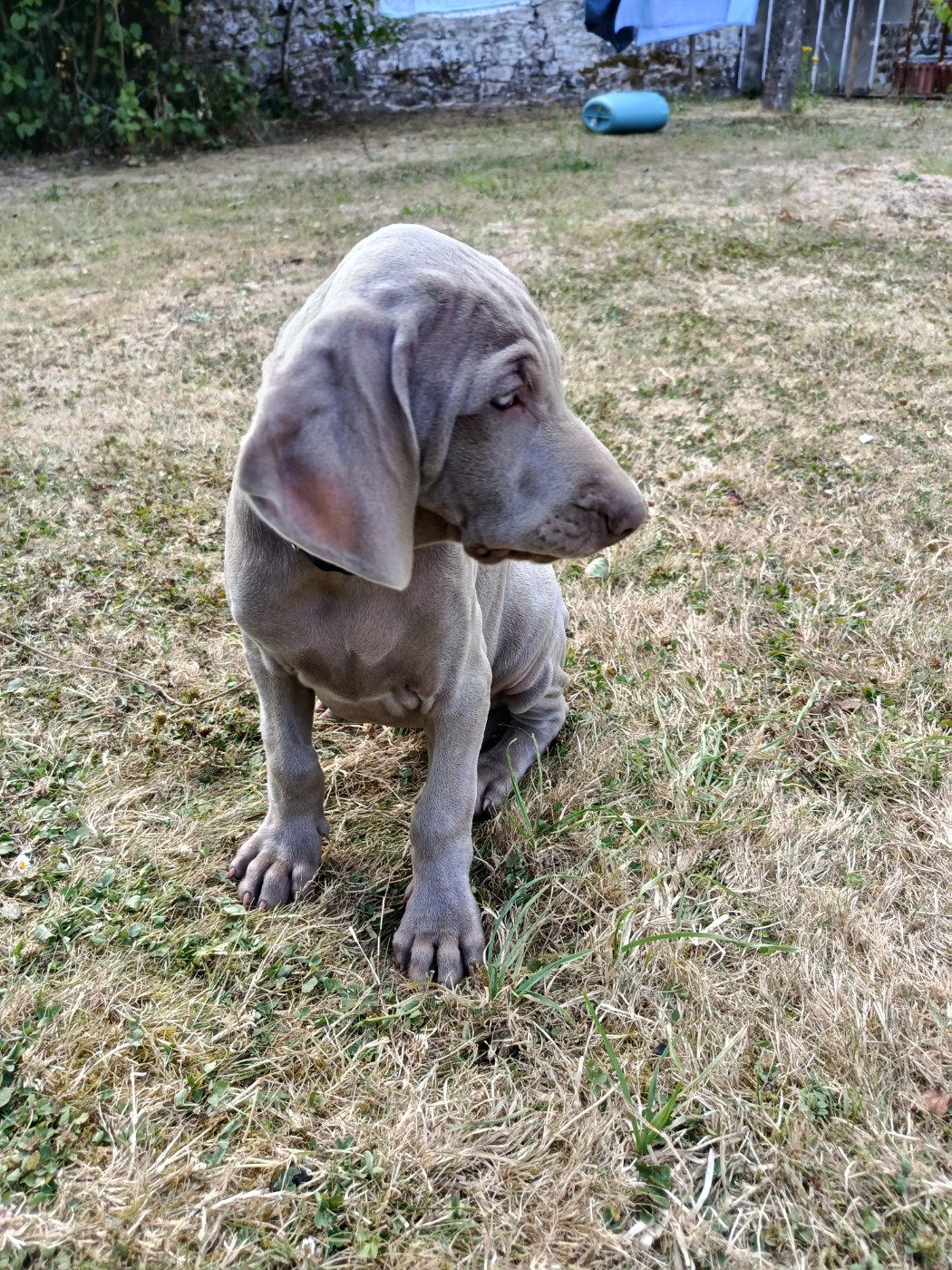 De La Valoiserie - Chiots disponibles - Braque de Weimar