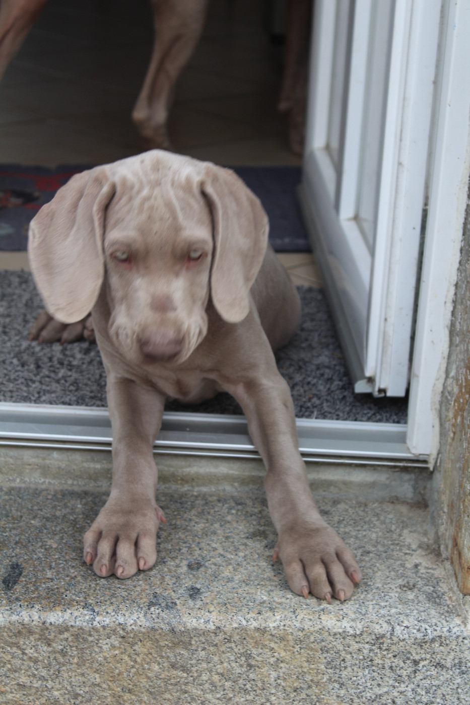 De La Valoiserie - Chiots disponibles - Braque de Weimar