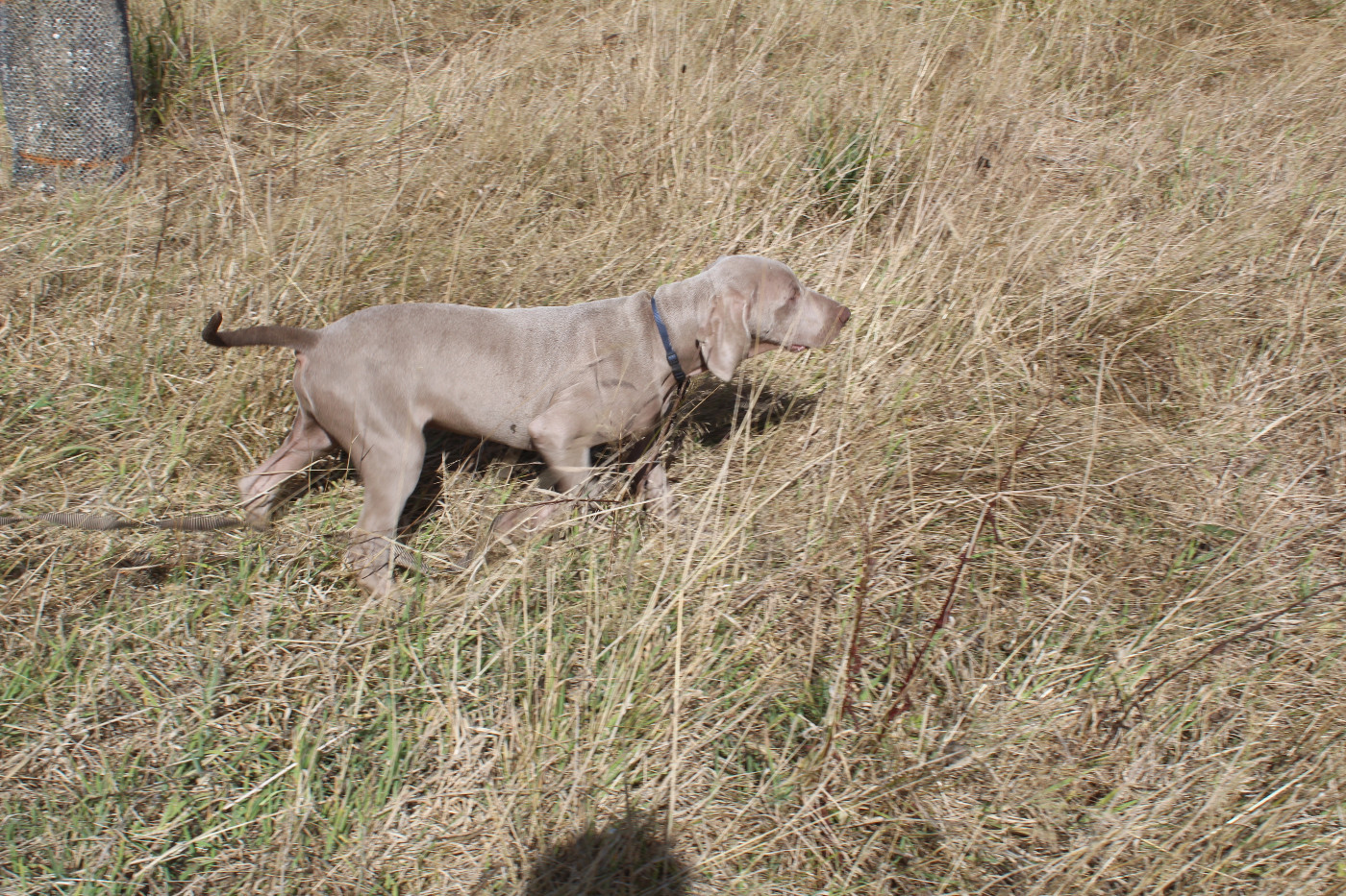 De La Valoiserie - Chiots disponibles - Braque de Weimar